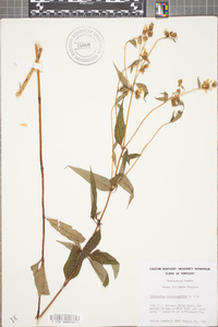 Helianthus microcephalus image