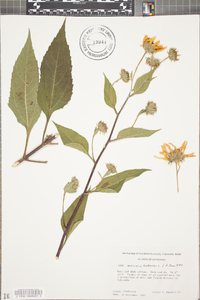 Helianthus tuberosus image