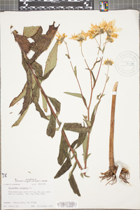 Helianthus tuberosus image