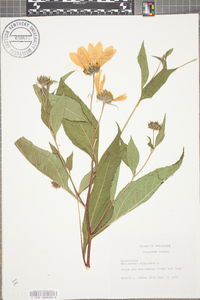 Helianthus tuberosus image