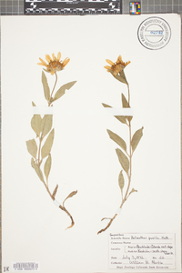 Helianthus pumilus image