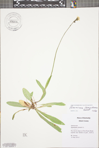 Hieracium caespitosum image