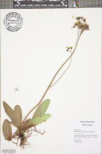 Hieracium caespitosum image