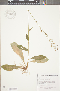 Hieracium gronovii image