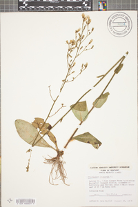 Hieracium gronovii image