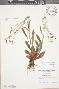 Hieracium venosum image