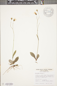 Hieracium venosum image