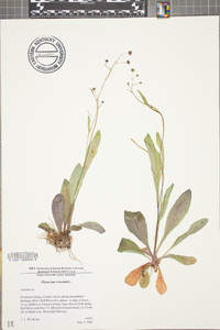 Hieracium venosum image