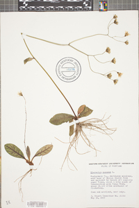 Hieracium venosum image