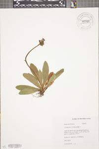 Hieracium aurantiacum image