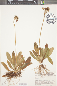 Hieracium aurantiacum image