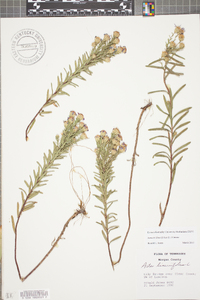 Ionactis linariifolia image