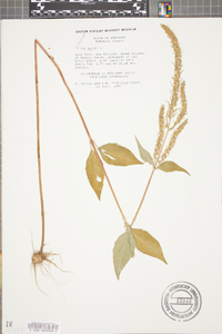 Iva annua image