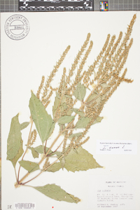 Iva annua image