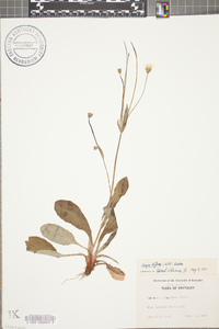 Krigia biflora image