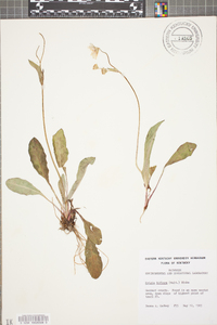 Krigia biflora image