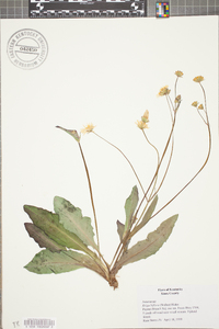 Krigia biflora image