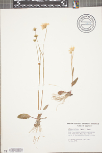 Krigia biflora image