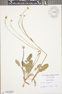 Krigia biflora image