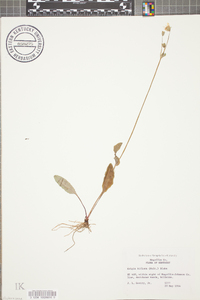 Krigia biflora image