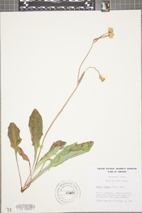 Krigia biflora image