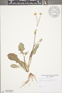 Krigia biflora image