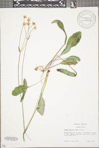 Krigia biflora image