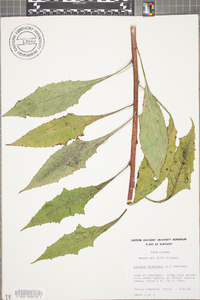 Lactuca floridana image