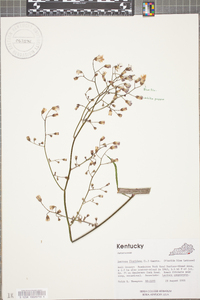 Lactuca floridana image