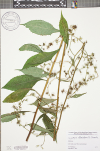 Lactuca floridana image