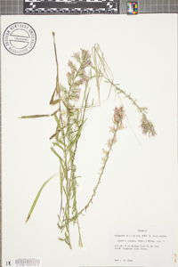 Liatris elegans image