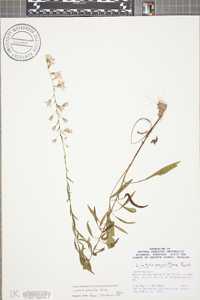 Liatris gracilis image