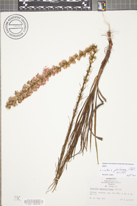 Liatris pilosa image