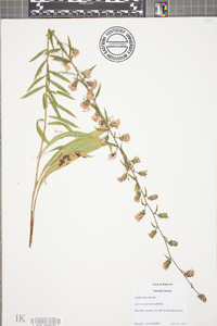 Liatris squarrulosa image