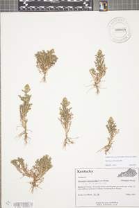 Matricaria discoidea image