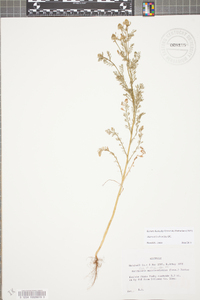 Matricaria discoidea image