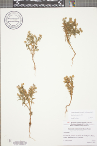 Matricaria discoidea image