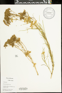 Flaveria linearis image