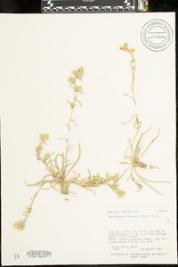 Haplopappus racemosus image