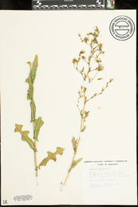 Loeseliastrum schottii image