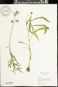 Liatris aspera image