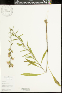 Liatris aspera image