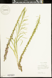 Liatris microcephala image