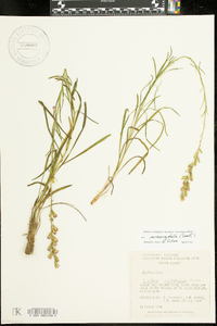 Liatris cylindracea image