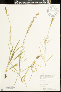 Liatris microcephala image