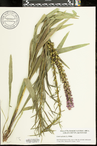 Liatris spicata image