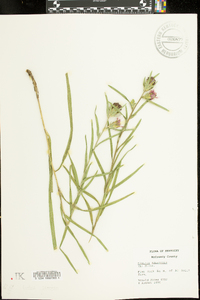 Liatris squarrosa image