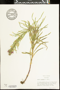 Liatris squarrosa image