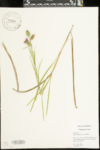 Liatris squarrosa image