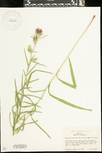 Liatris squarrosa image